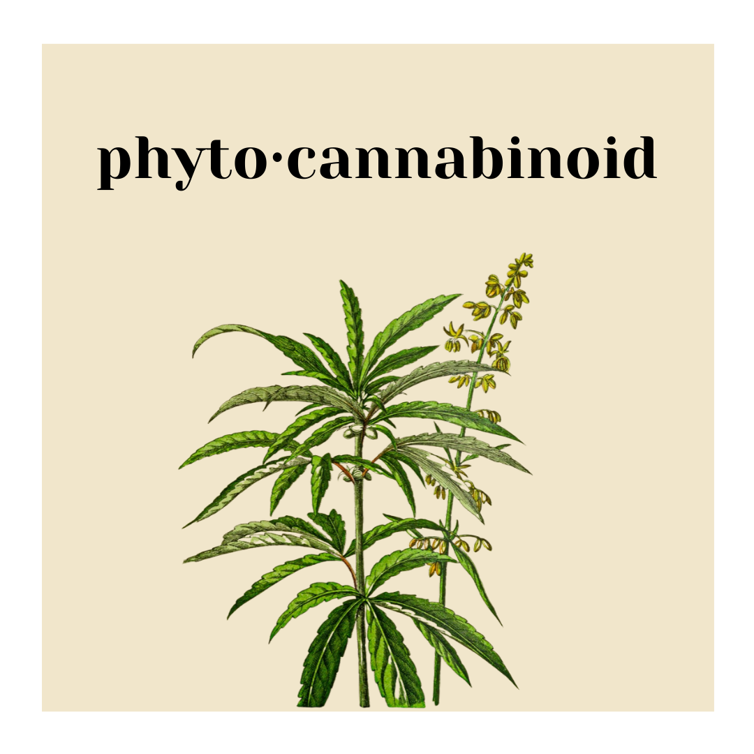 CBD 101 What are Phytocannabinoids?  Pure Bloom